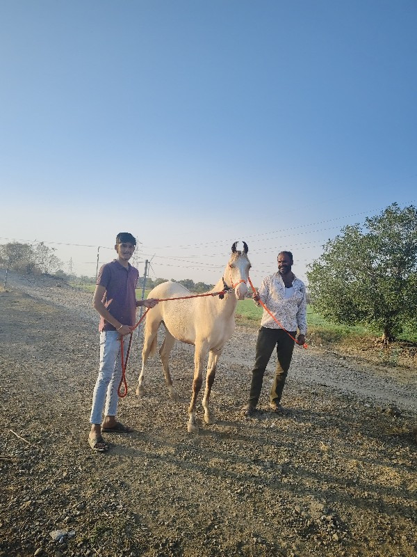 વસેરી વેચવાની છ...