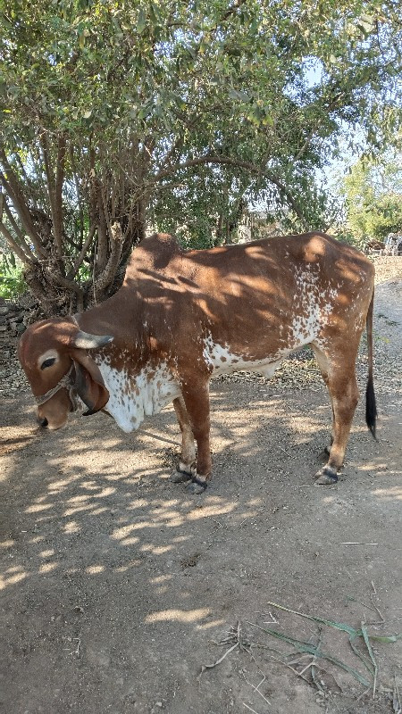 ગાય