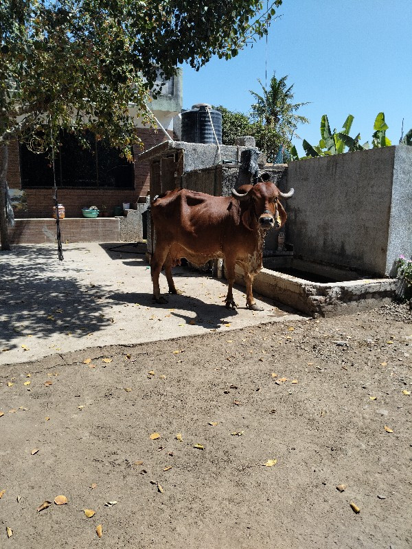 ગાય