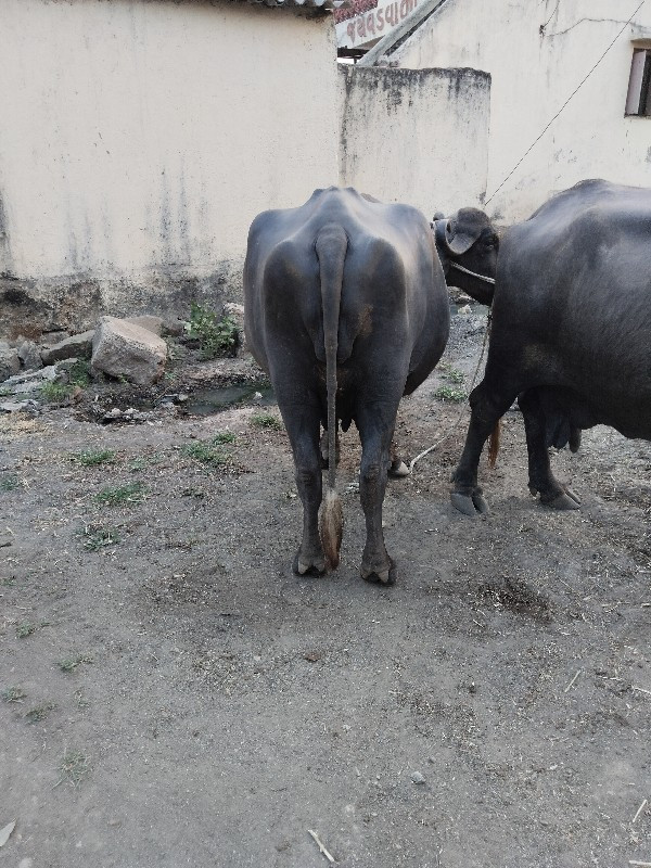 પેલુ વેતર ખડેલી...