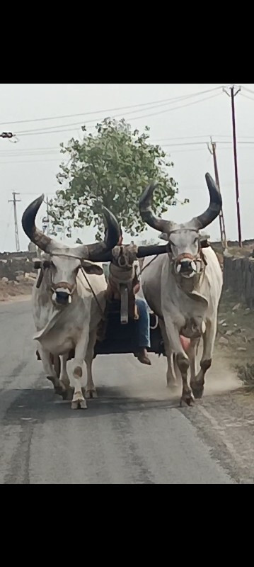 બળદ વેચવાના છે