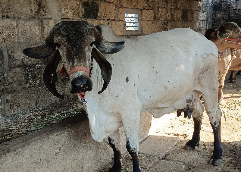 ગાય વેચવાની છે.