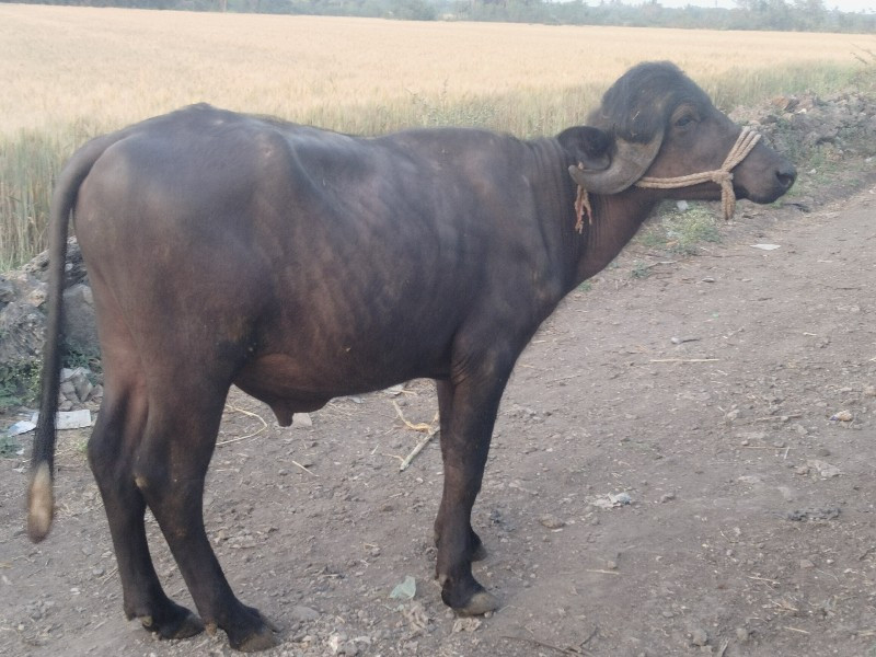 આ પાડો વેચવાનો...