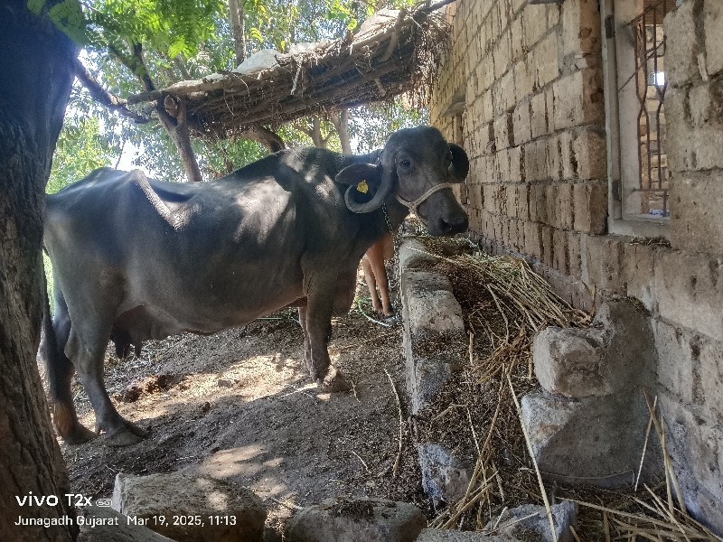 ભેસ વેસ્વાની સે