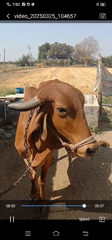 ગાય વેસવાની છે