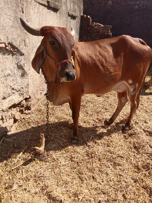 ગાય