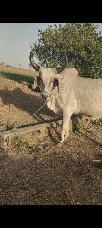 આબધુવેસવાનાસેફૂ...