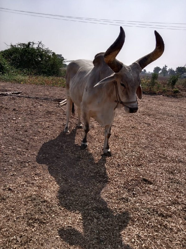 બળદ વેચવાના છે