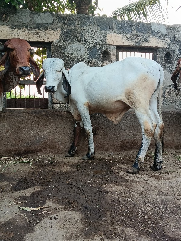 ખુડ વેશવાનો છે