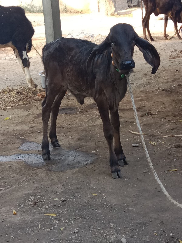 કાળી કપીલા વાછડ...