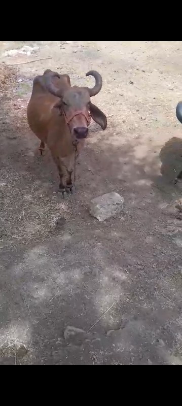 ગાય વેચવા ની છે