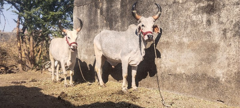 ધોરા વાસડા વેચવ...