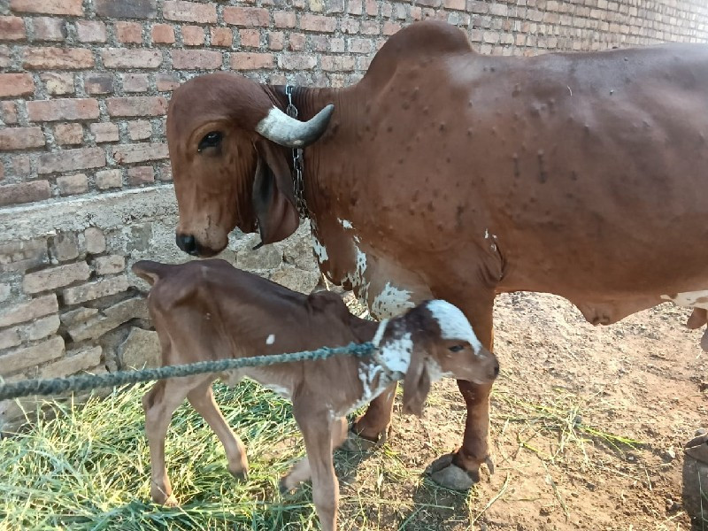 ગીર ગાય વેચવાની...