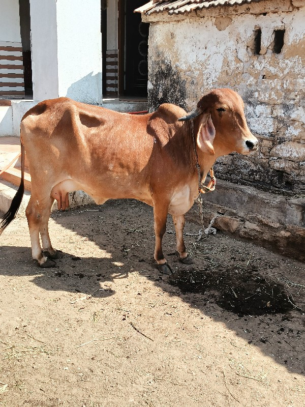 ગીર ગાય