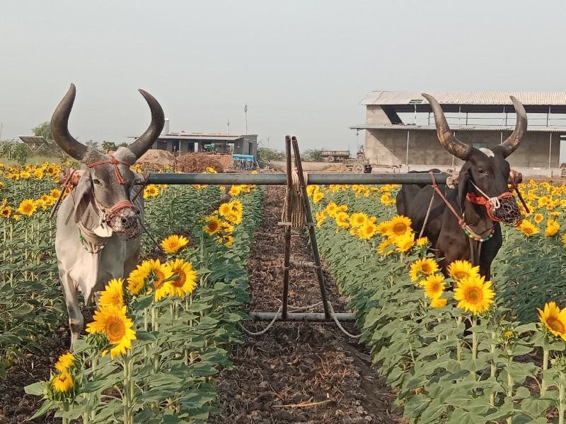 બળદ વેચવા ના છે