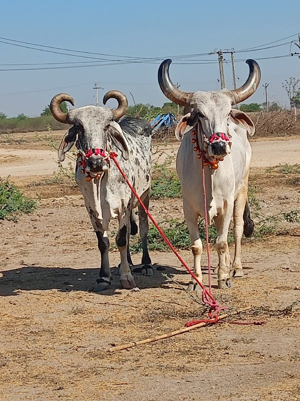 ત્રીજી ધરના વેચ...