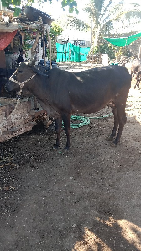 પેલુ વેતરક્રોસિ...