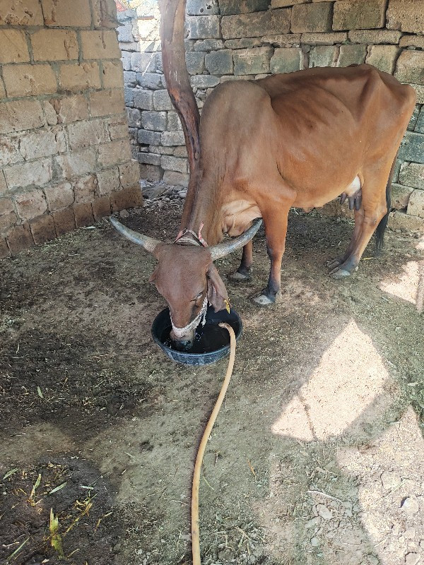 ગાય વેશવાની છે