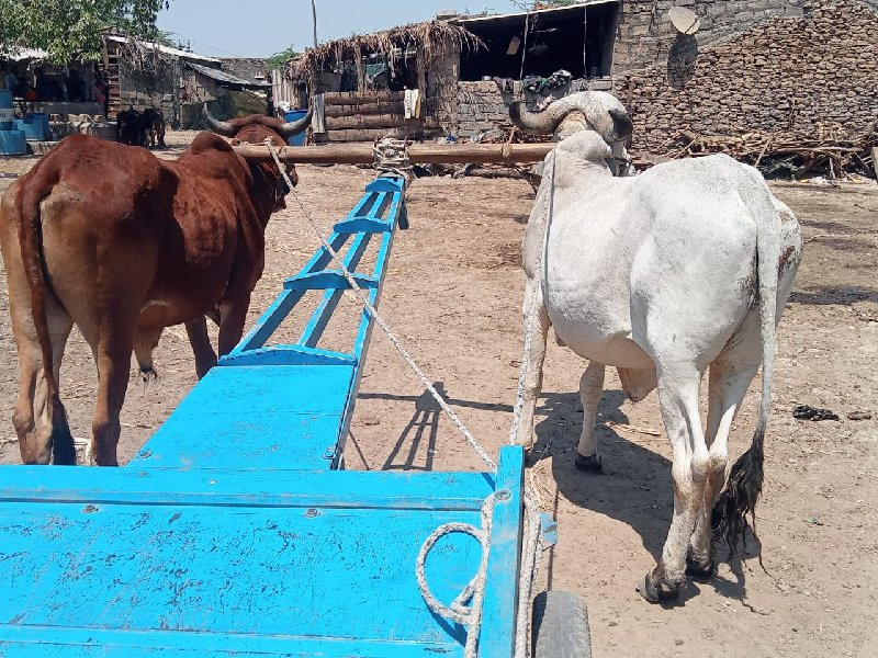 24000 રૂપિયા કિ...