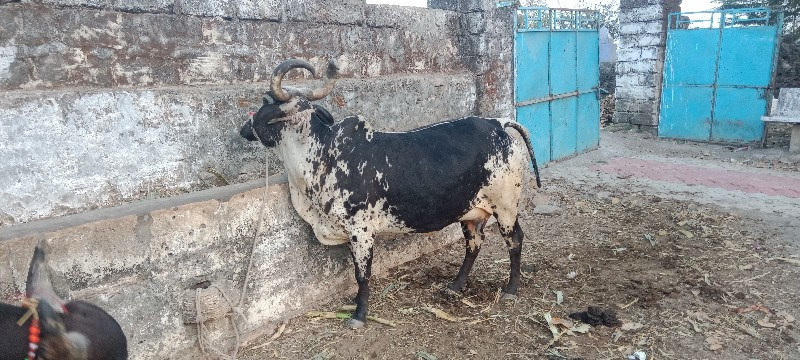 ગાય 3આચર