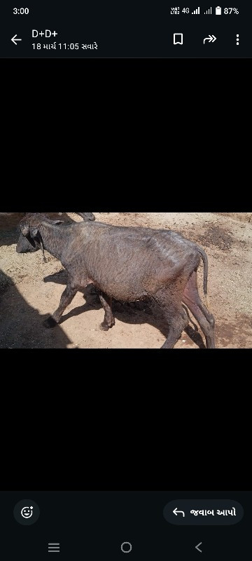 પાડી વેસવાનીસે...