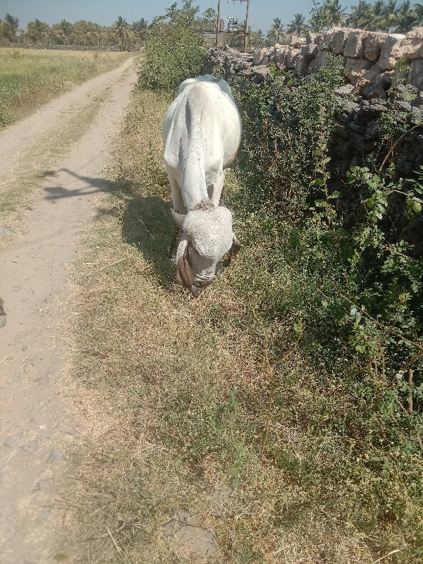 ગોઢલા વેચવાના છ...