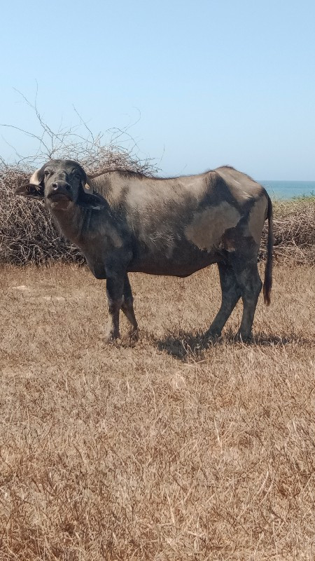 પેલું વેતર ખડેલ...