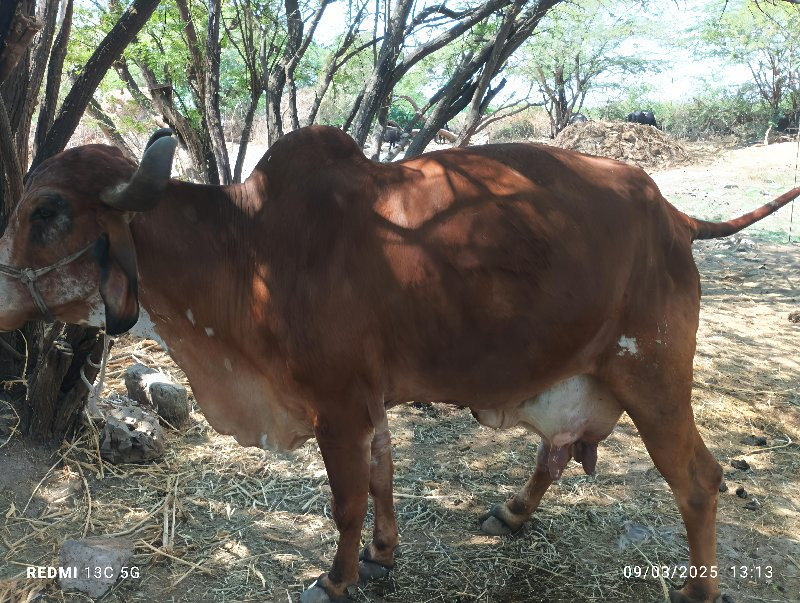 ગીર ગાય વેચવાની...