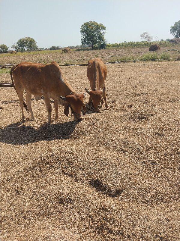 એક ચાર જાતે છે...