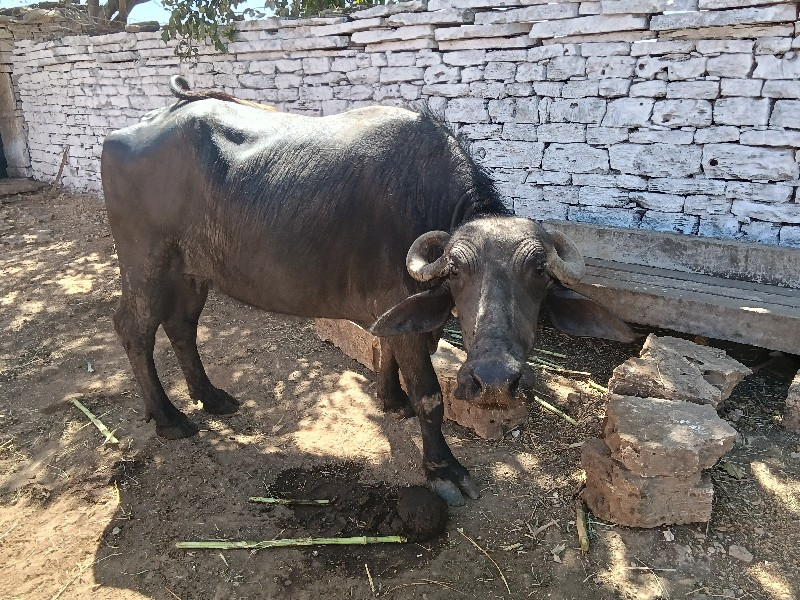 ભેંચ બીજું વેતર...