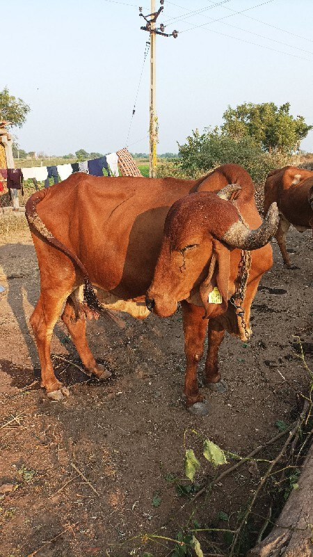 ગાય વેચવાની છે