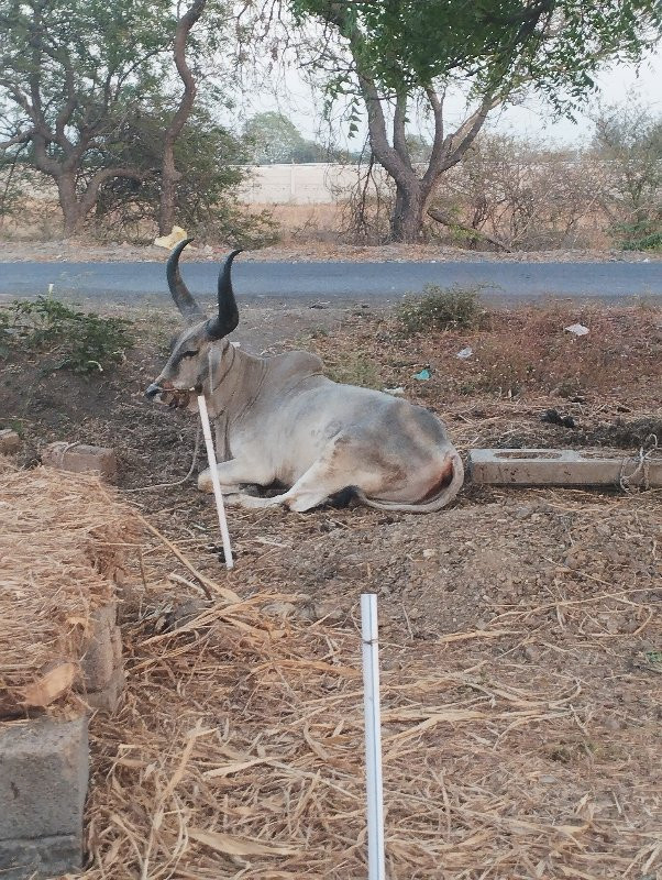 બળદ