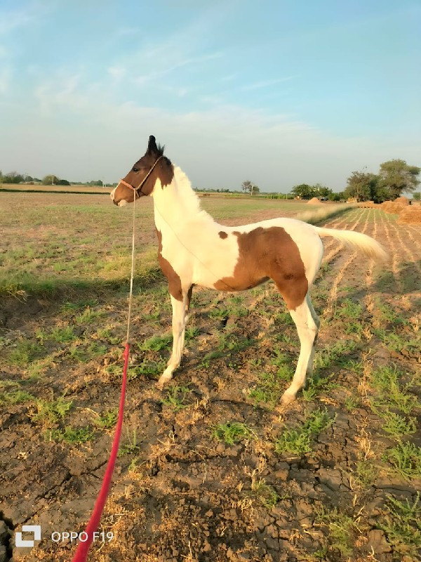 વાશેરો