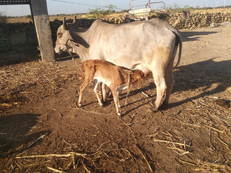 ગાય વેચવાની છે