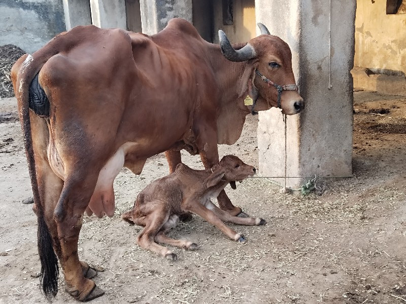 ગીર ગાય વેચવાની