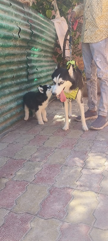 Siberian husky...