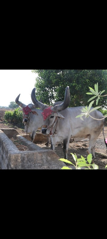 બળદ વેચવાના છે...