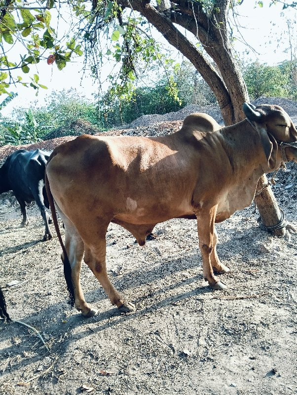 ગોઢલા