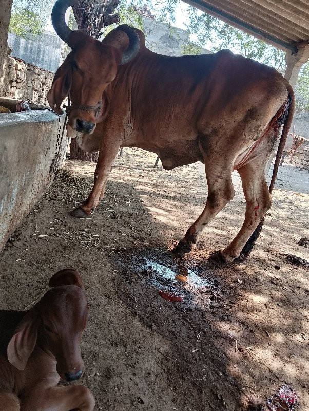 ગાયવેચવાનીછે