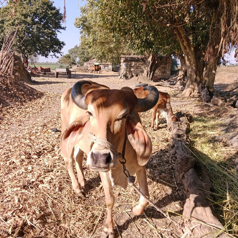 ગાય