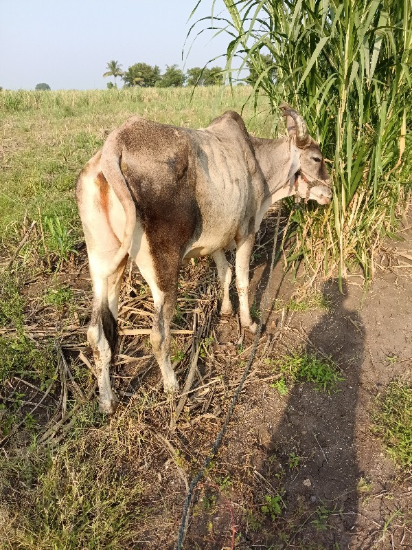 વાછડો બળદ એક વા...