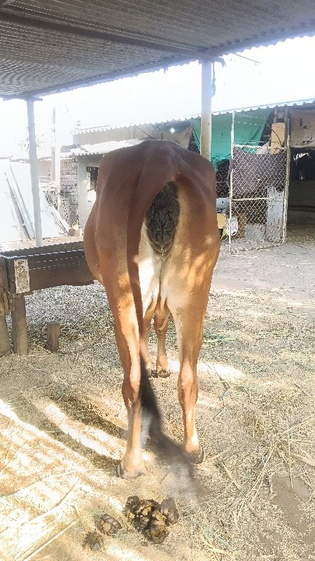 ગીર ગાય