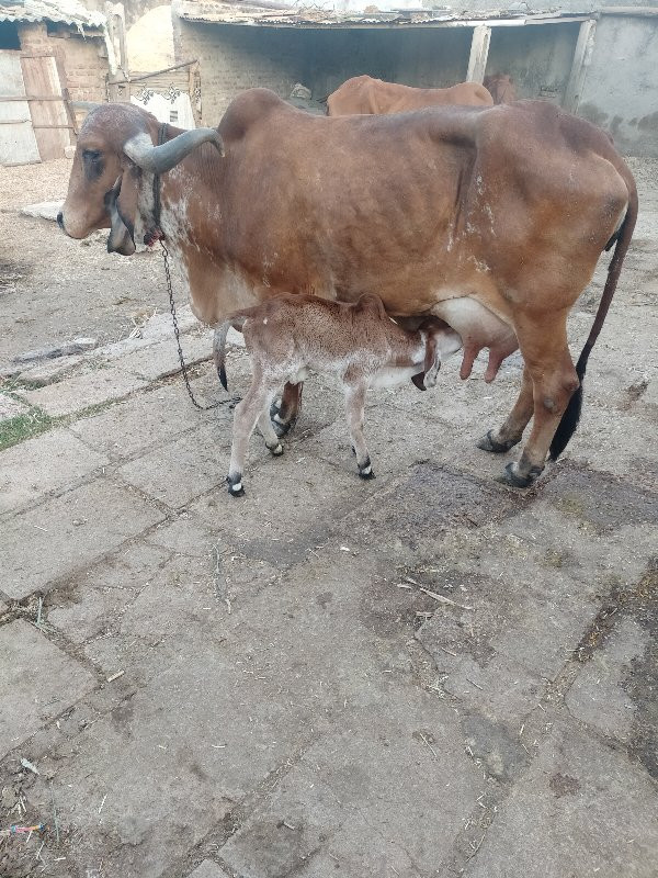 ગાય વેચવાની છે