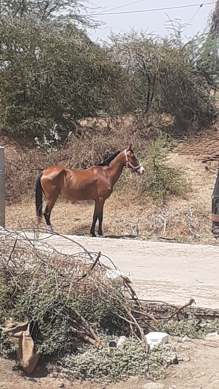 ઘોડી ના સાટા કર...