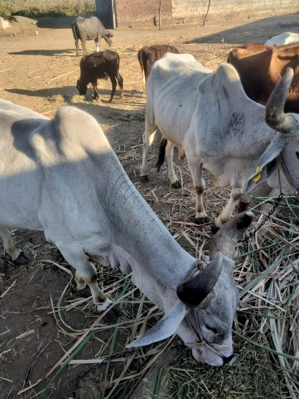 બળદ વેચવાના છે