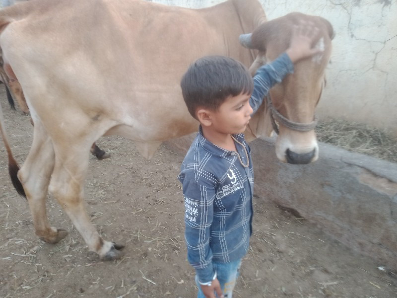 એક.તીજુ..દુધ.7....