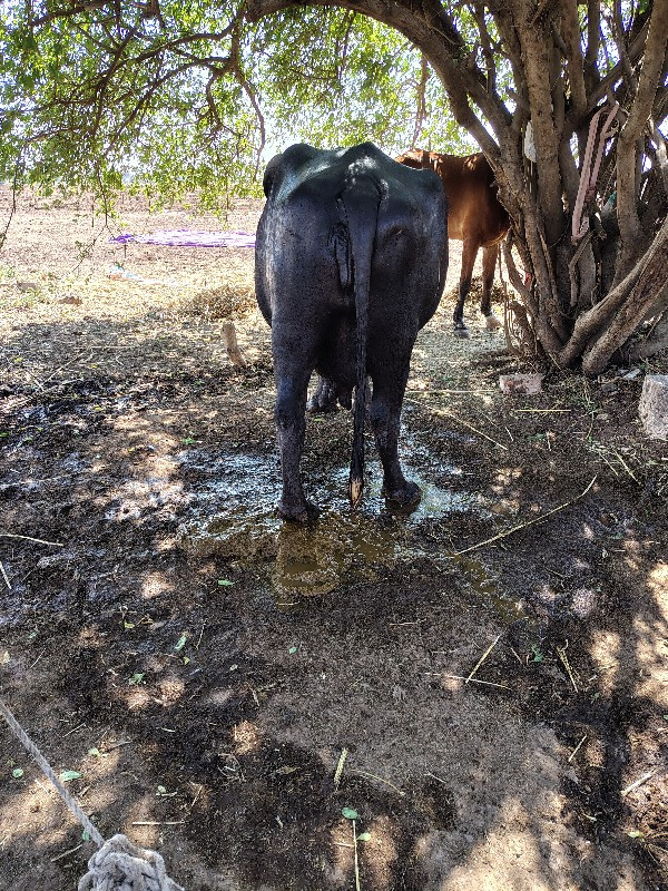 ભેંસ વેચવાની છે