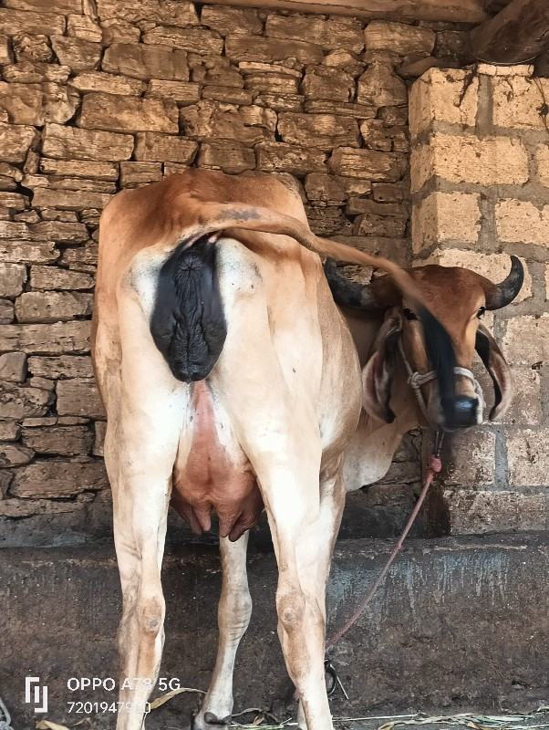 ગાય વેચવાની છે