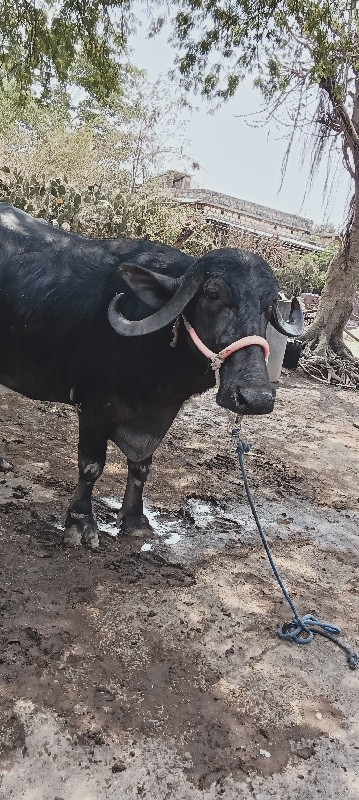 ખડાય વેચવાની છે
