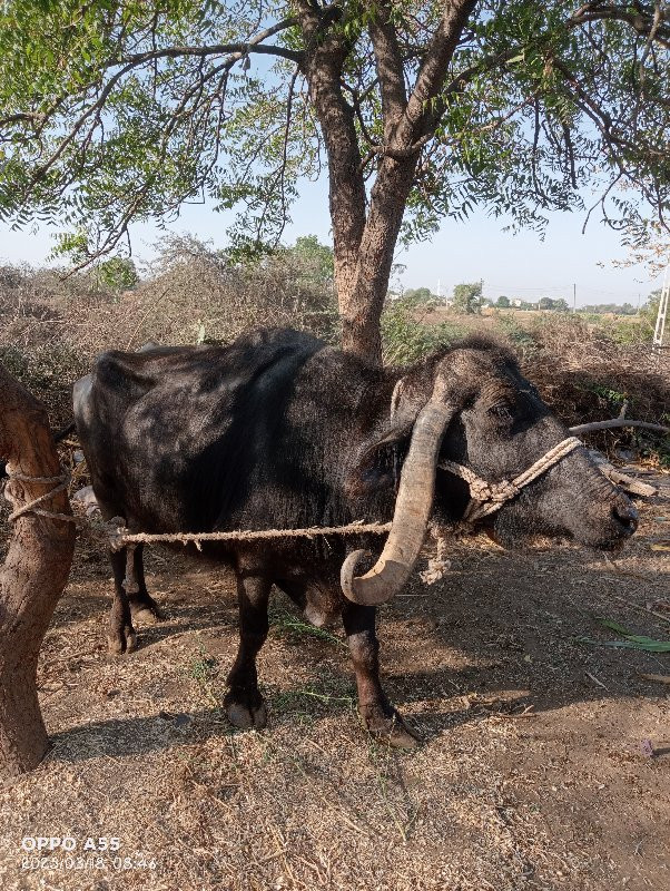 ભેંશ વેચવાની છે